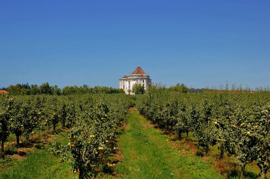Vinhas e paisagem rural do Oeste perto de Óbidos, GoÓbidos