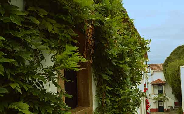 Garden and greenery in a corner of Óbidos