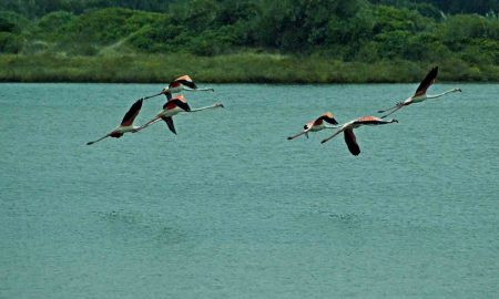 Experiência de Birdwatching na Lagoa de Óbidos // GoObidos o teu Guia Turístico Local