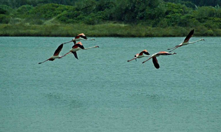 Birdwatching na Lagoa de Óbidos - GoObidos Guia Turístico