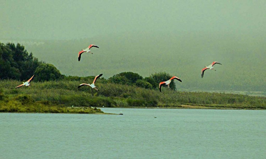 Travessia da Lagoa de Óbidos de barco com piquenique, GoÓbidos