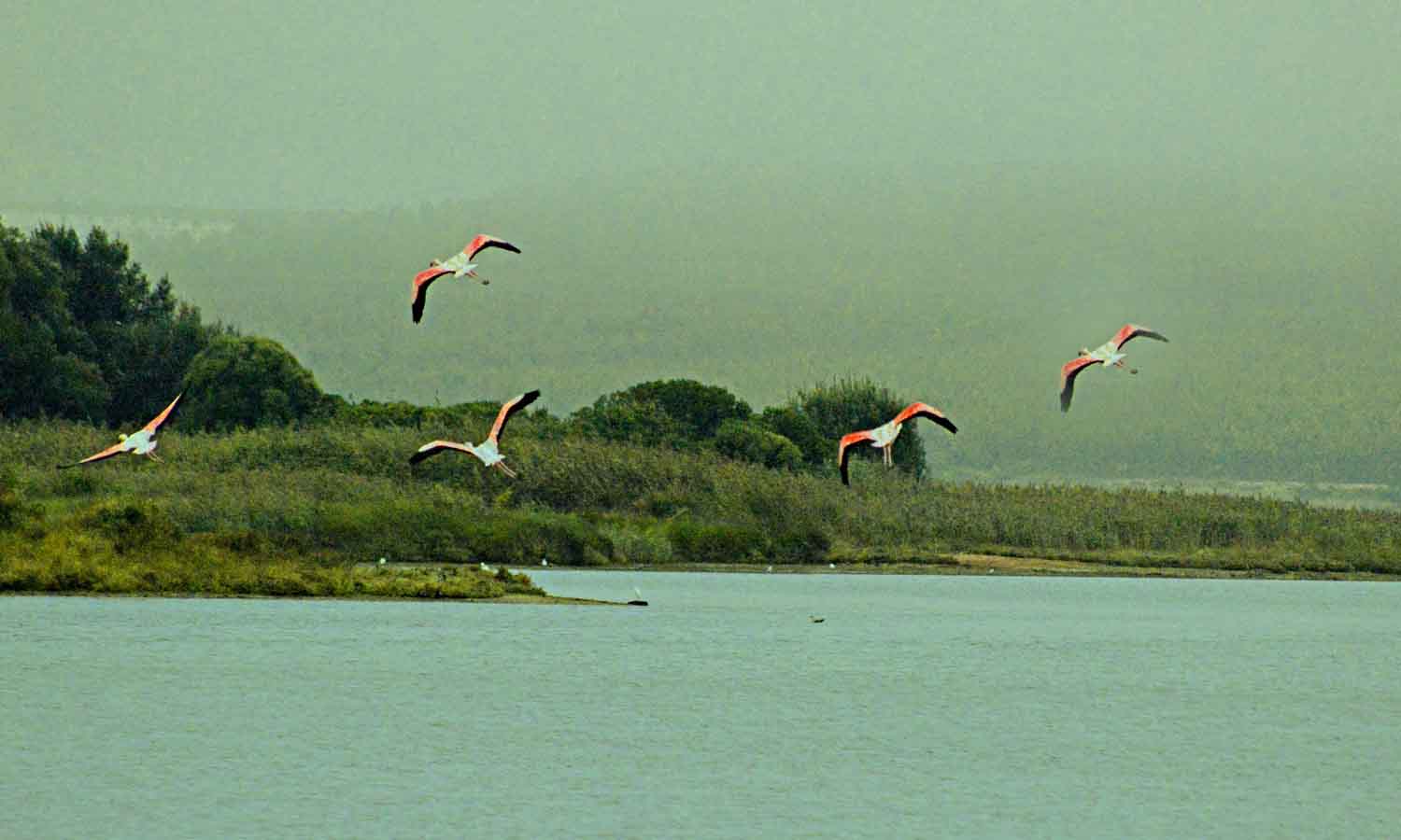 Barco na Lagoa de Óbidos ao fim da tarde, GoÓbidos