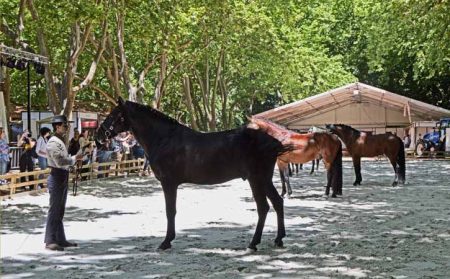 Feira do Cavalo Oeste Lusitano, GoObidos Guia Turístico Oficial da Vila, Fotografia por @Photocracy