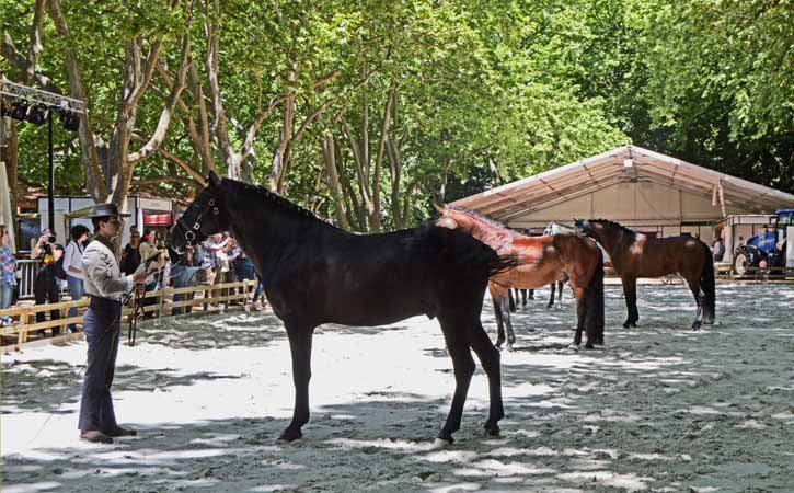 Feira do Cavalo Oeste Lusitano  - GoObidos Guia Turístico Local, Fotografia por @Photocracy