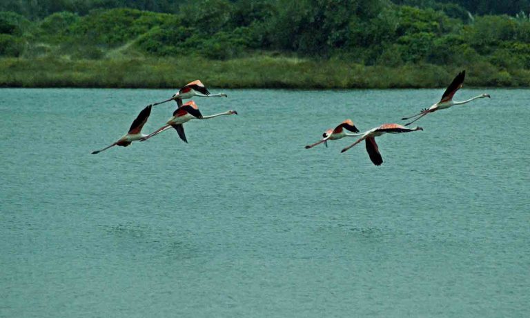 Birdwatching-na-Lagoa-de-Obidos-GoObidos-Guia-Turistico
