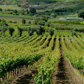 Team Building Wine Tasting, GoObidos Obidos Tourism Guide