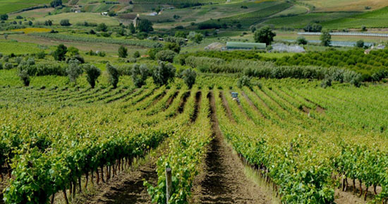 Copos de vinho na quinta – team building Enologar por um dia, GoÓbidos Guia Turístico de Óbidos