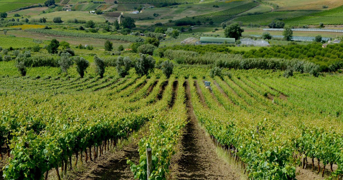 Prova de vinhos no team building Vinho – Enologar por um dia, região Oeste, GoÓbidos Guia Turístico de Óbidos